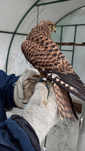 Уральское управление Росприроднадзора продолжает проверку «Центра по мониторингу и реабилитации хищных птиц «Холзан»